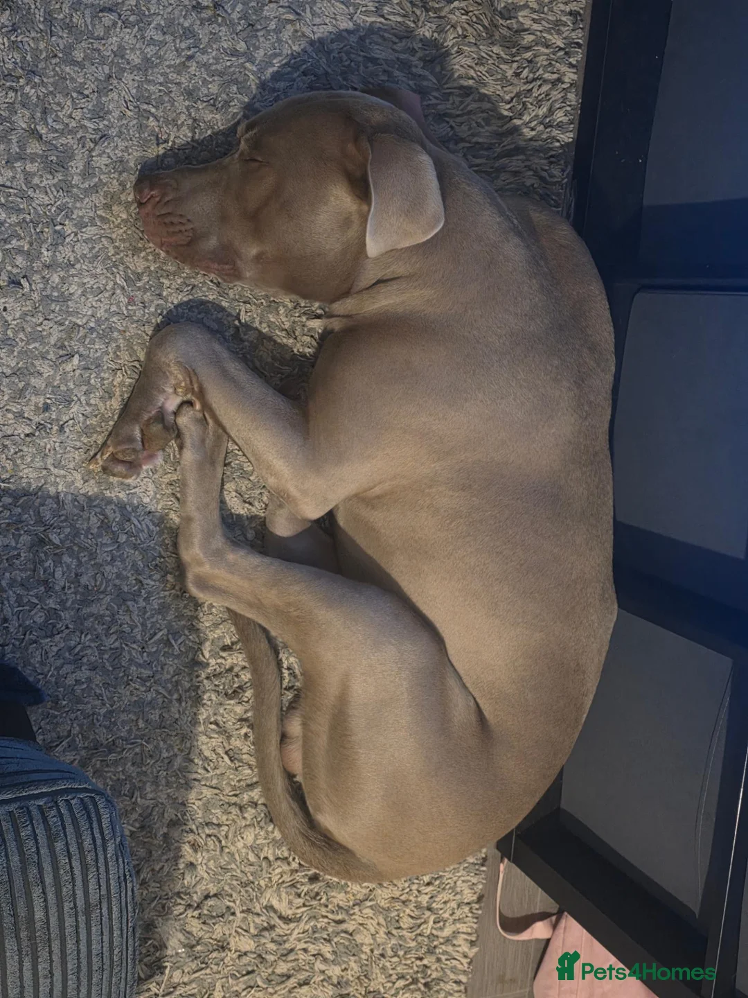 Mixed Breed dogs for sale: Hiro 1 year old male in Bedford - Advert 2