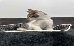 Mixed Breed cats for adoption: Freddy for adoption - Image 6