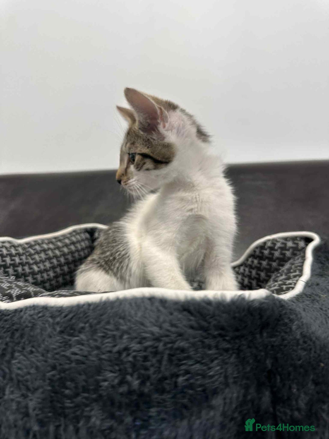 Mixed Breed cats for adoption: Freddy for adoption - Image 6
