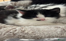 Ragdoll cats for sale: Ragdoll x tuxedo polydactyl kittens  - Image 4