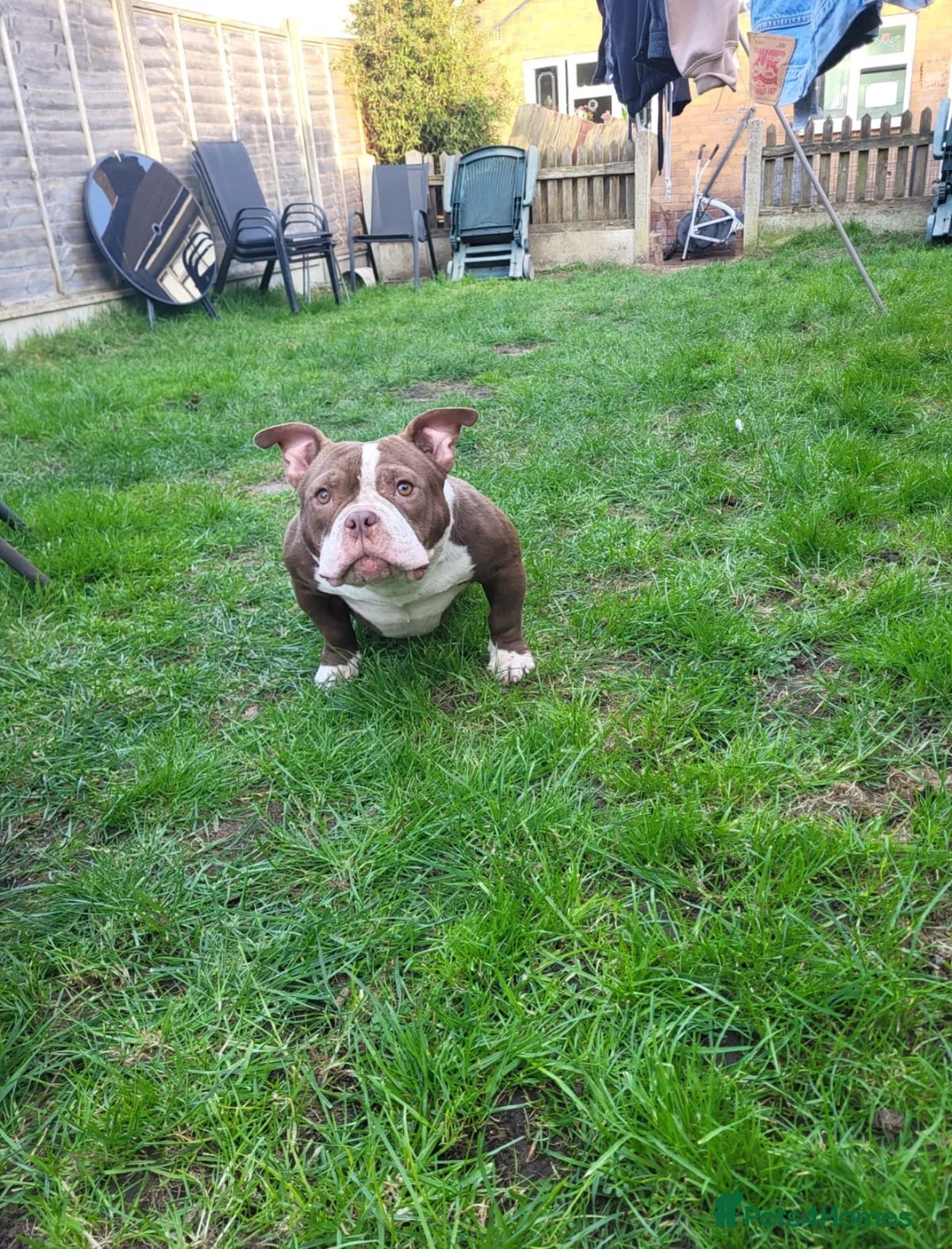 American Bully dogs for sale: Micro bully  - Advert 2