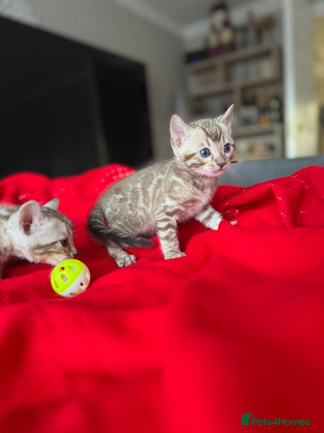 Bengal cats for sale: Purebred Bengal Kittens – Ready for Loving Homes - Advert 24