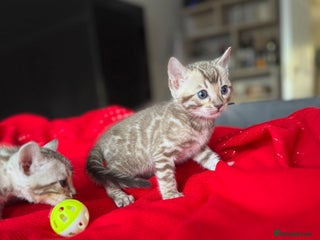 Bengal cats Purebred Bengal Kittens – Ready for Loving Homes - Advert 4