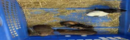 Guinea Pig rodents for sale: Guinea pigs for sale - Advert 2