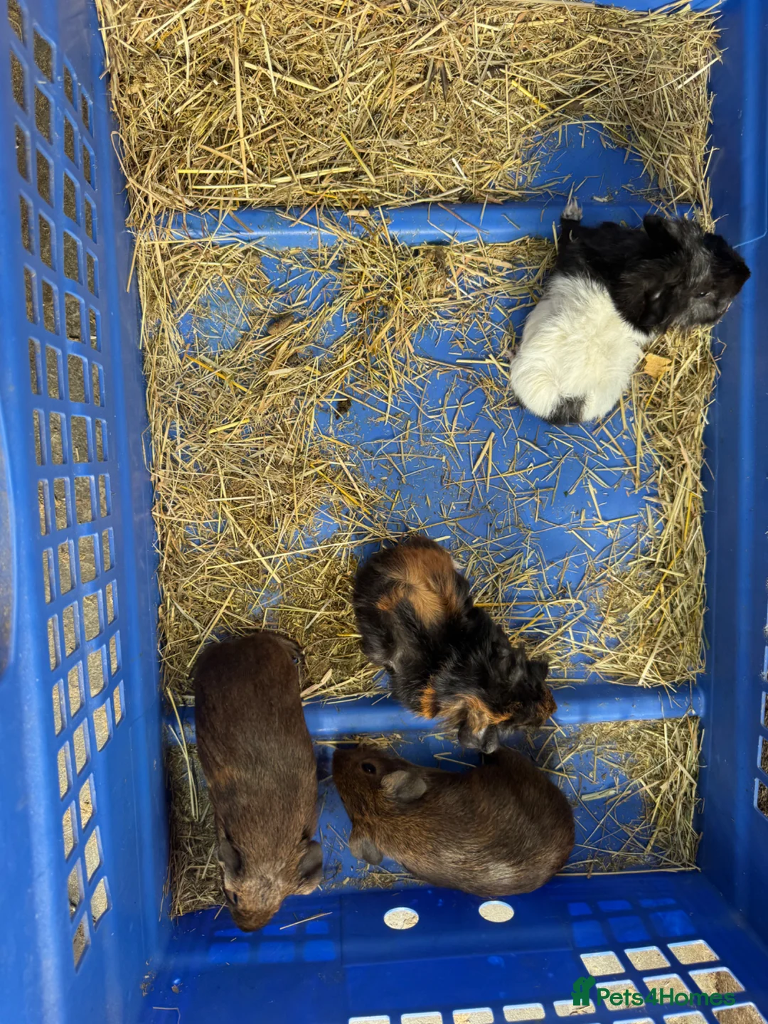 Guinea Pig rodents for sale: Guinea pigs for sale - Advert 2