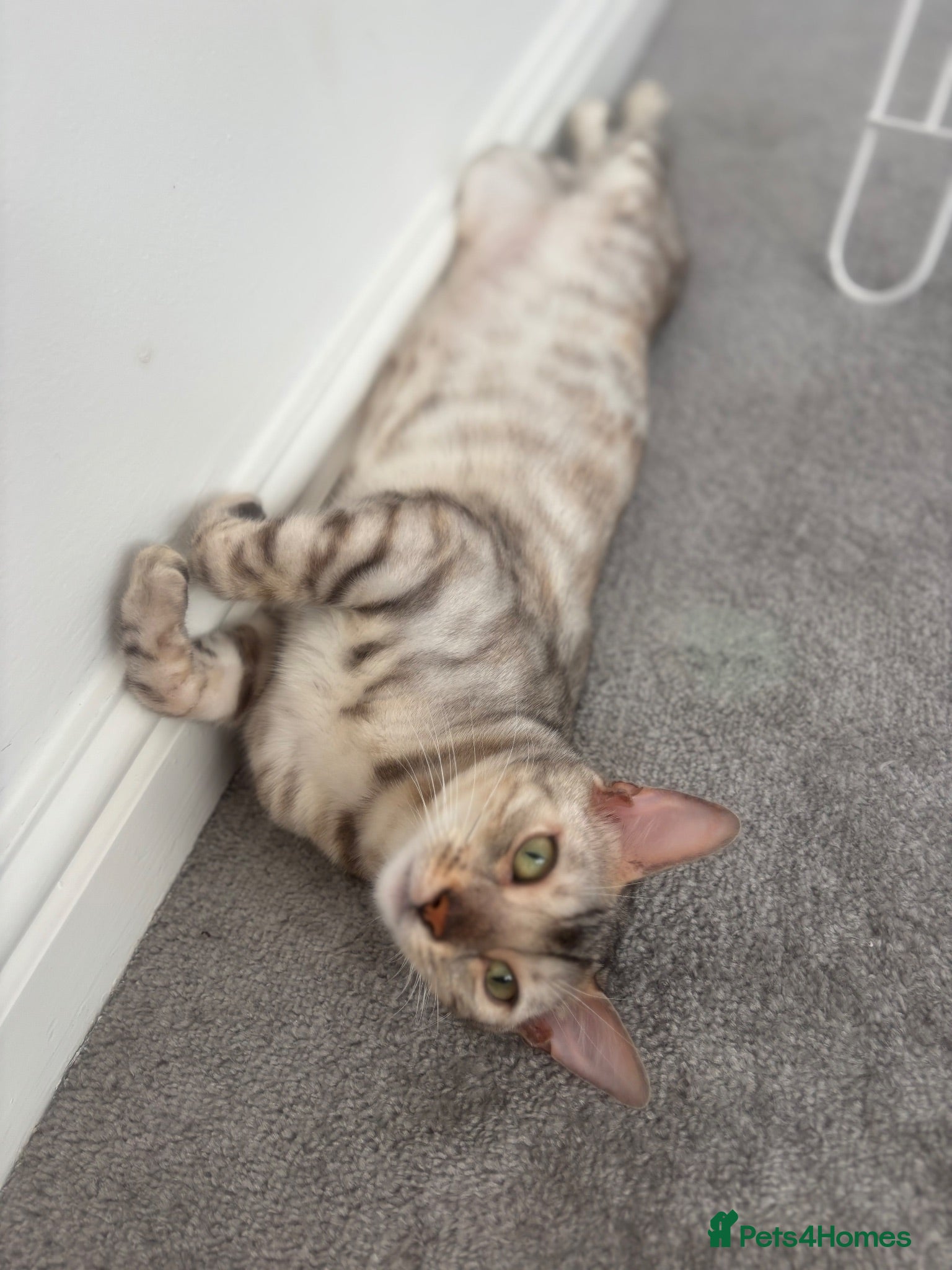 Bengal cats Beautiful Bengal girls  - Advert 9