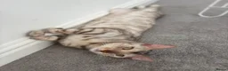 Bengal cats for sale: Beautiful Bengal girls  - Advert 1