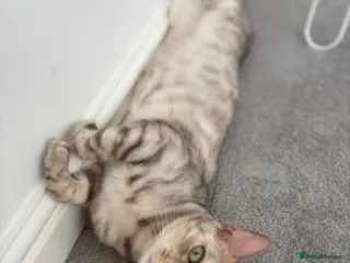Bengal cats Beautiful Bengal girls - Advert 9