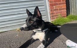 Border Collie dogs for sale: Coco  - Image 2