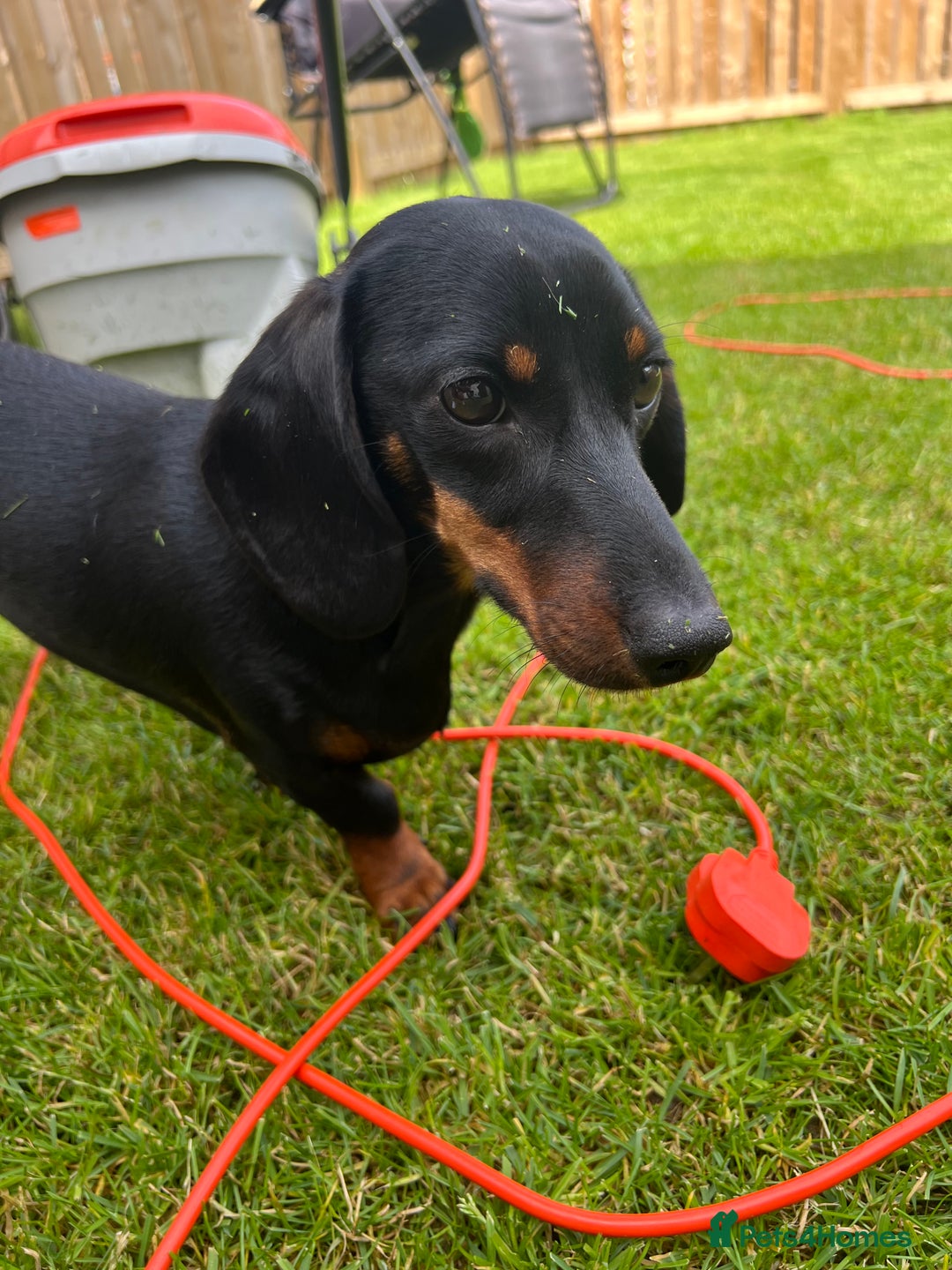Miniature Dachshund dogs for sale: Mini Dachshund (female) - Image 3