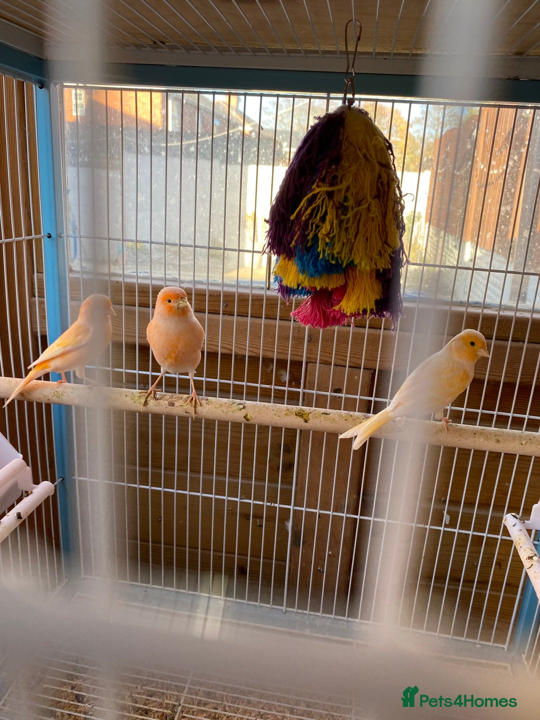 Canaries birds for sale: Red Factor Canaries - Image 3