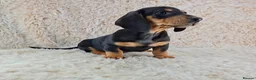 Miniature Dachshund dogs for sale: Beautiful Miniature Dachshund Puppies  - Advert 7