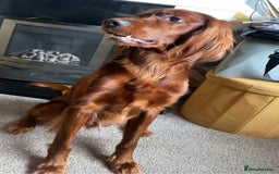Irish Setter dogs for stud: WELL PROVEN Irish Setter for Stud in Carlisle - Image 4