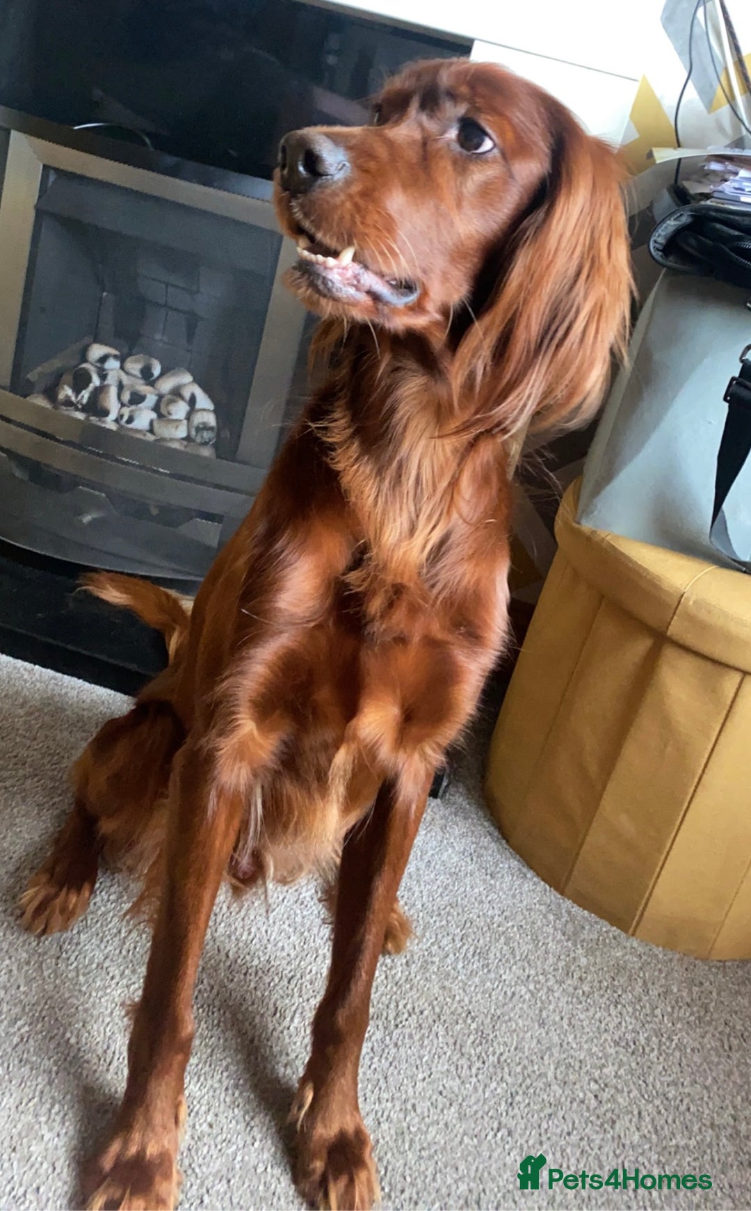 Irish Setter dogs for stud: WELL PROVEN Irish Setter for Stud in Carlisle - Image 4
