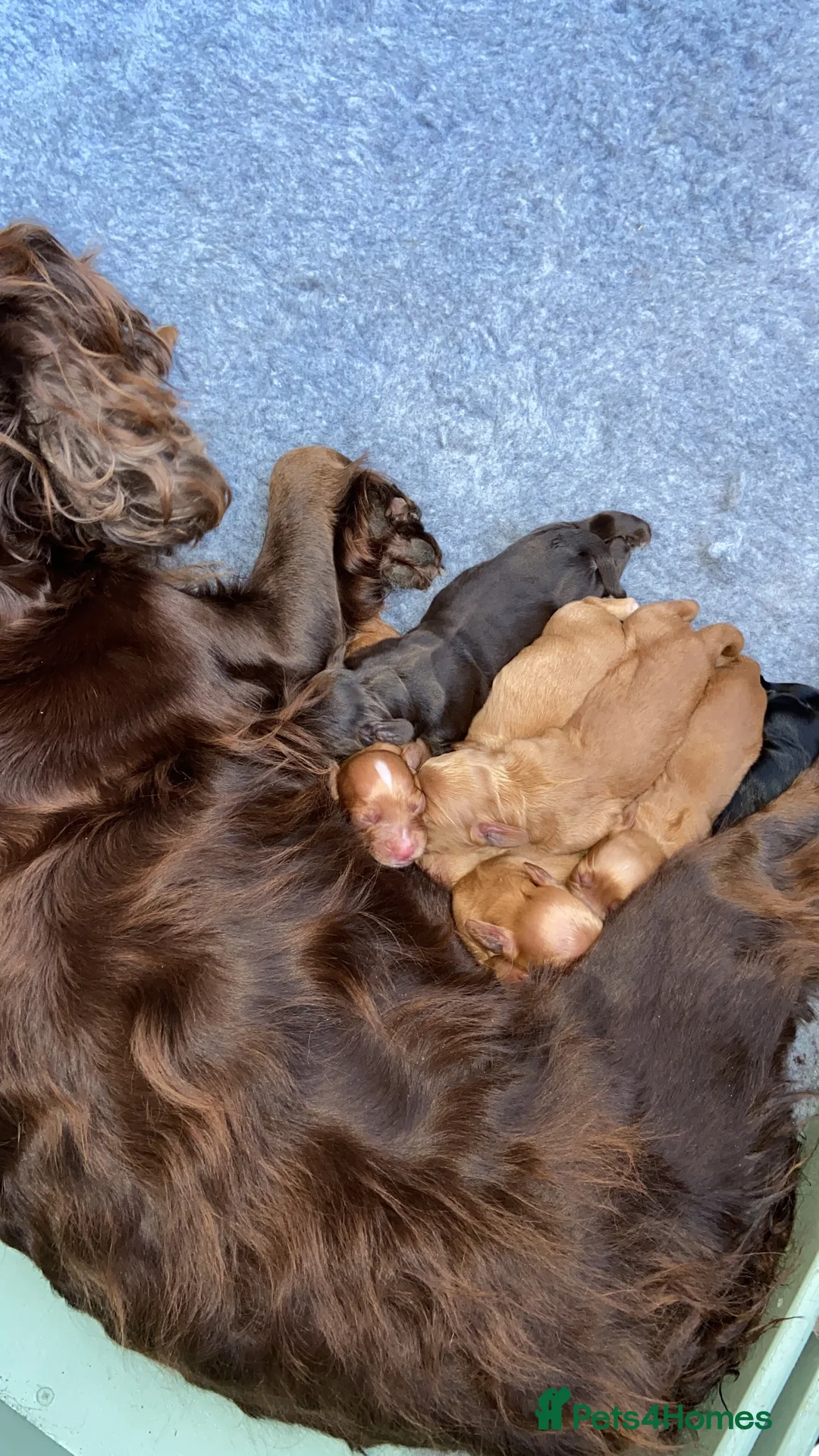 Cocker Spaniel dogs for sale: KC registered working cocker spaniel puppies - Advert 2
