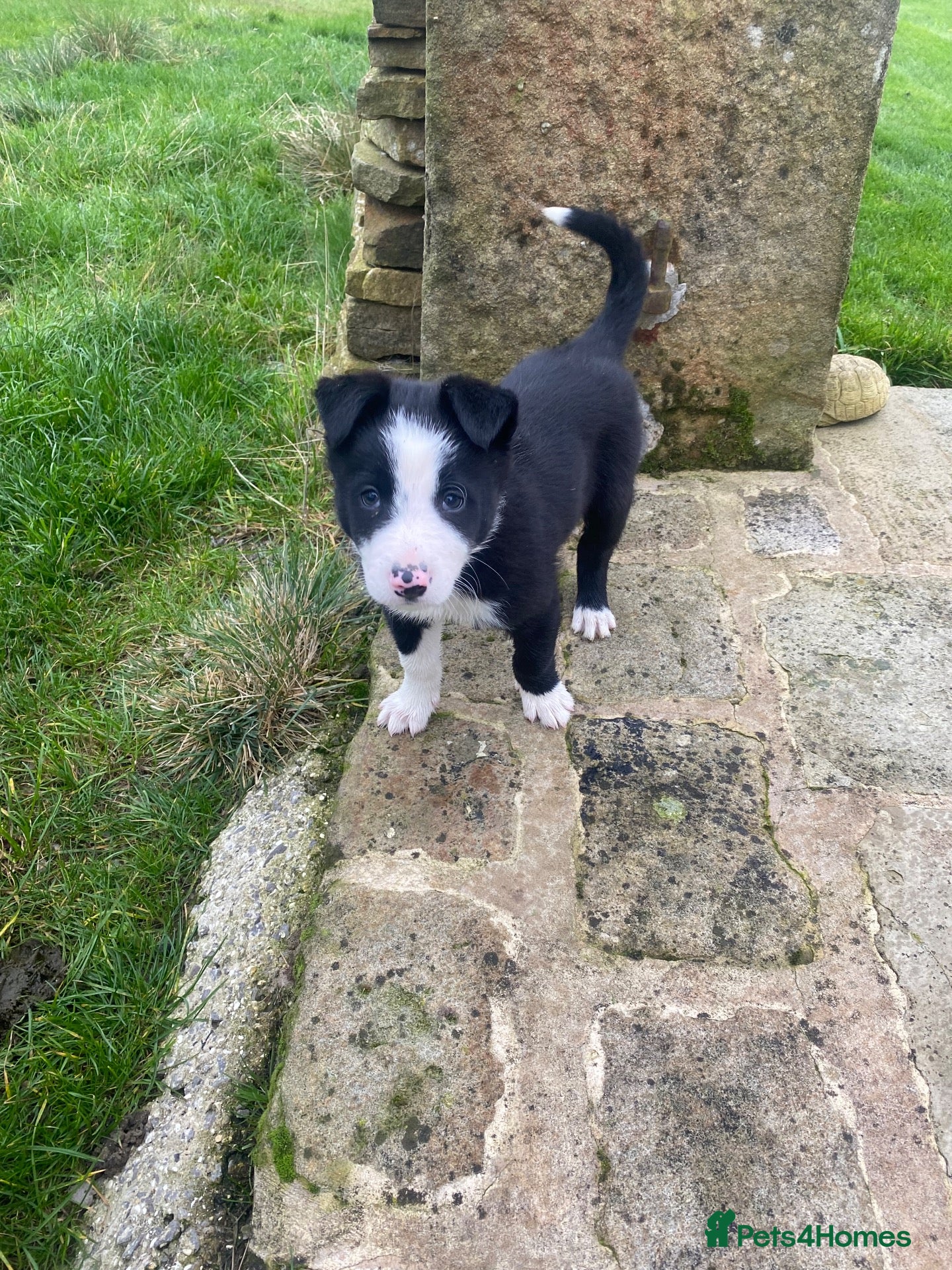 Mixed Breed dogs for sale: Beautiful Kelpie/Collie cross puppies - Advert 1
