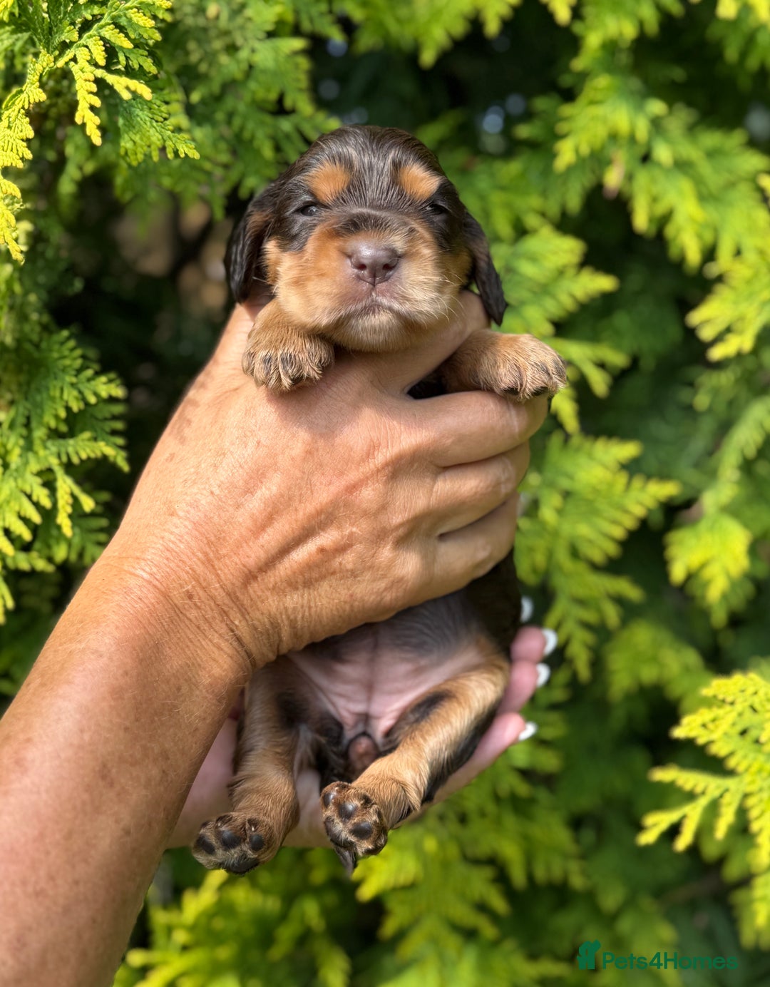 Cocker Spaniel dogs for sale: Show Cocker Spaniel pups KC reg - Image 6