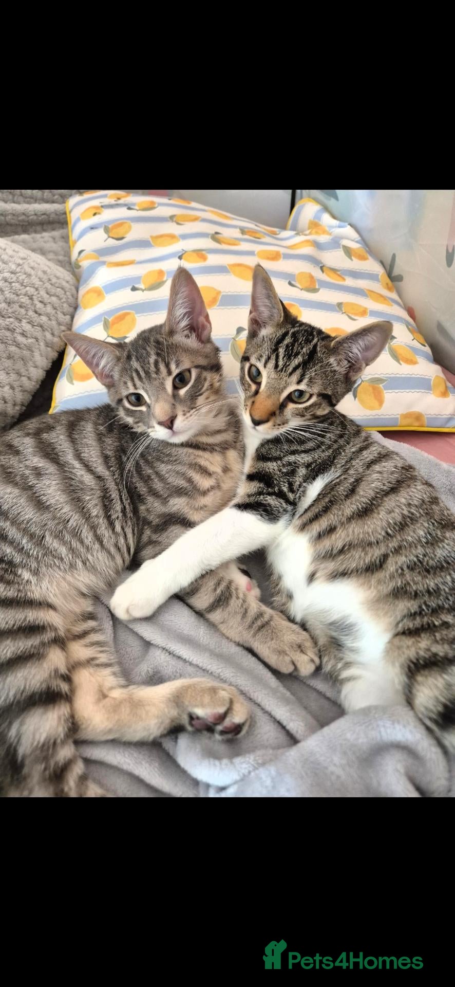 Mixed Breed cats 2 brothers - same litter - tabby - Advert 1