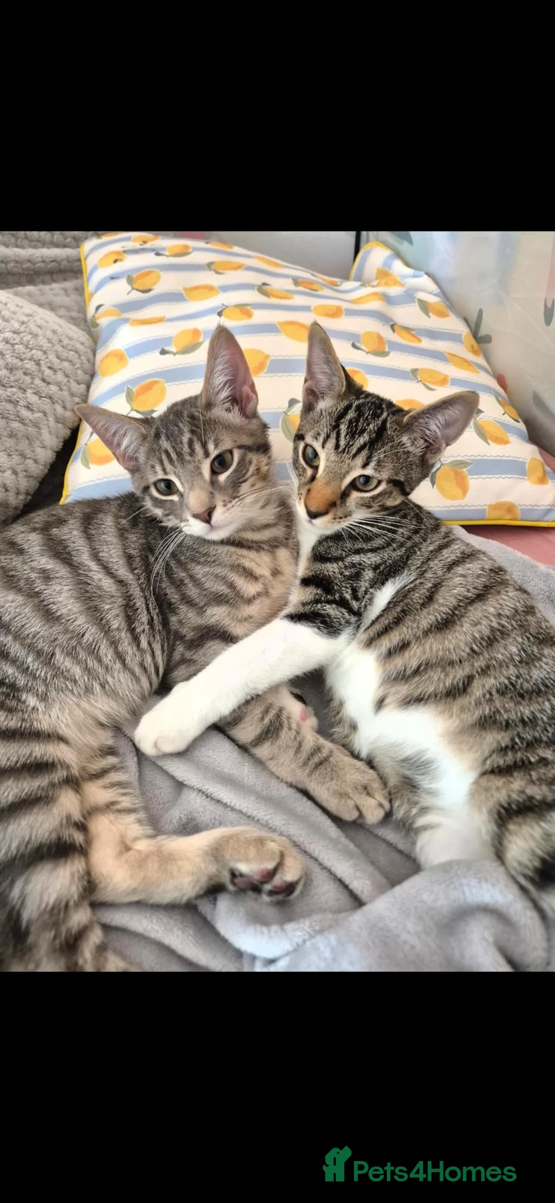 Mixed Breed cats for sale: 2 brothers - same litter - tabby in Llanelli - Advert 1