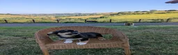Mixed Breed dogs for sale: Welsh Corgi x Collie puppies - Advert 7
