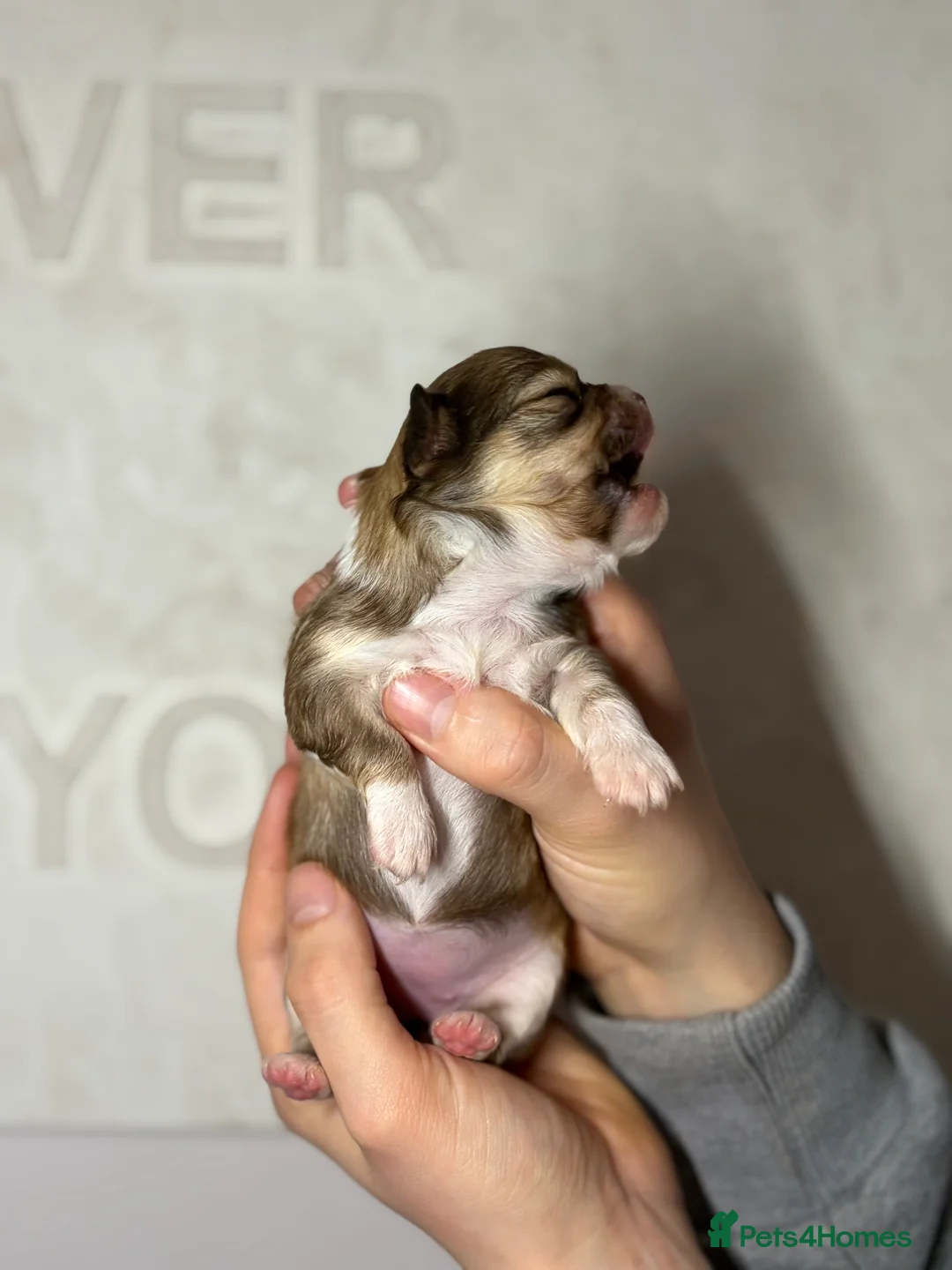 Chihuahua dogs for sale: 😍 Beautiful KC Chihuahua Puppies 😍 - Advert 17