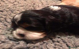 Cavalier King Charles Spaniel dogs for sale: King Charles cavalier  - Advert 6