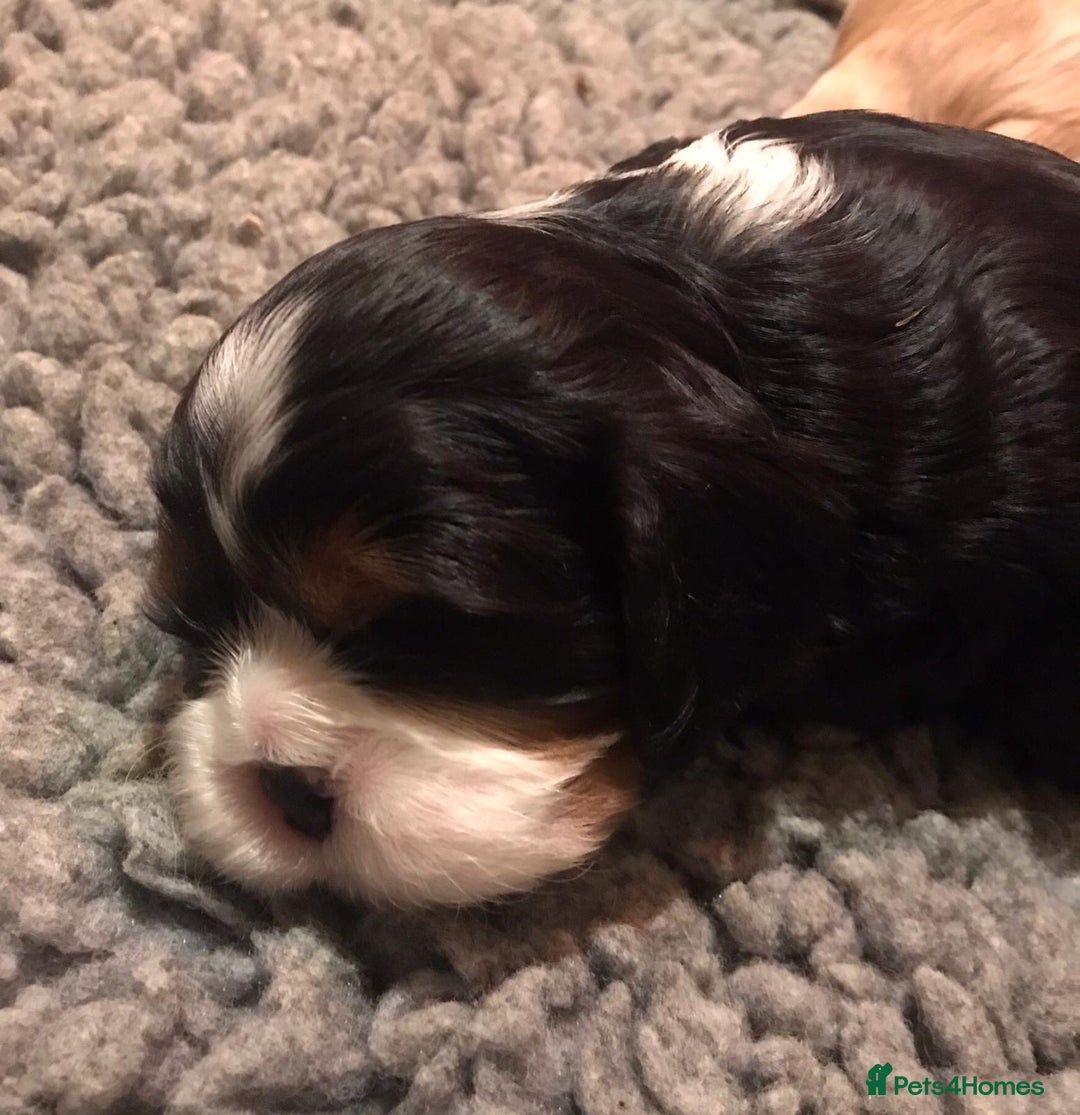 Cavalier King Charles Spaniel dogs for sale: King Charles cavalier  - Advert 6