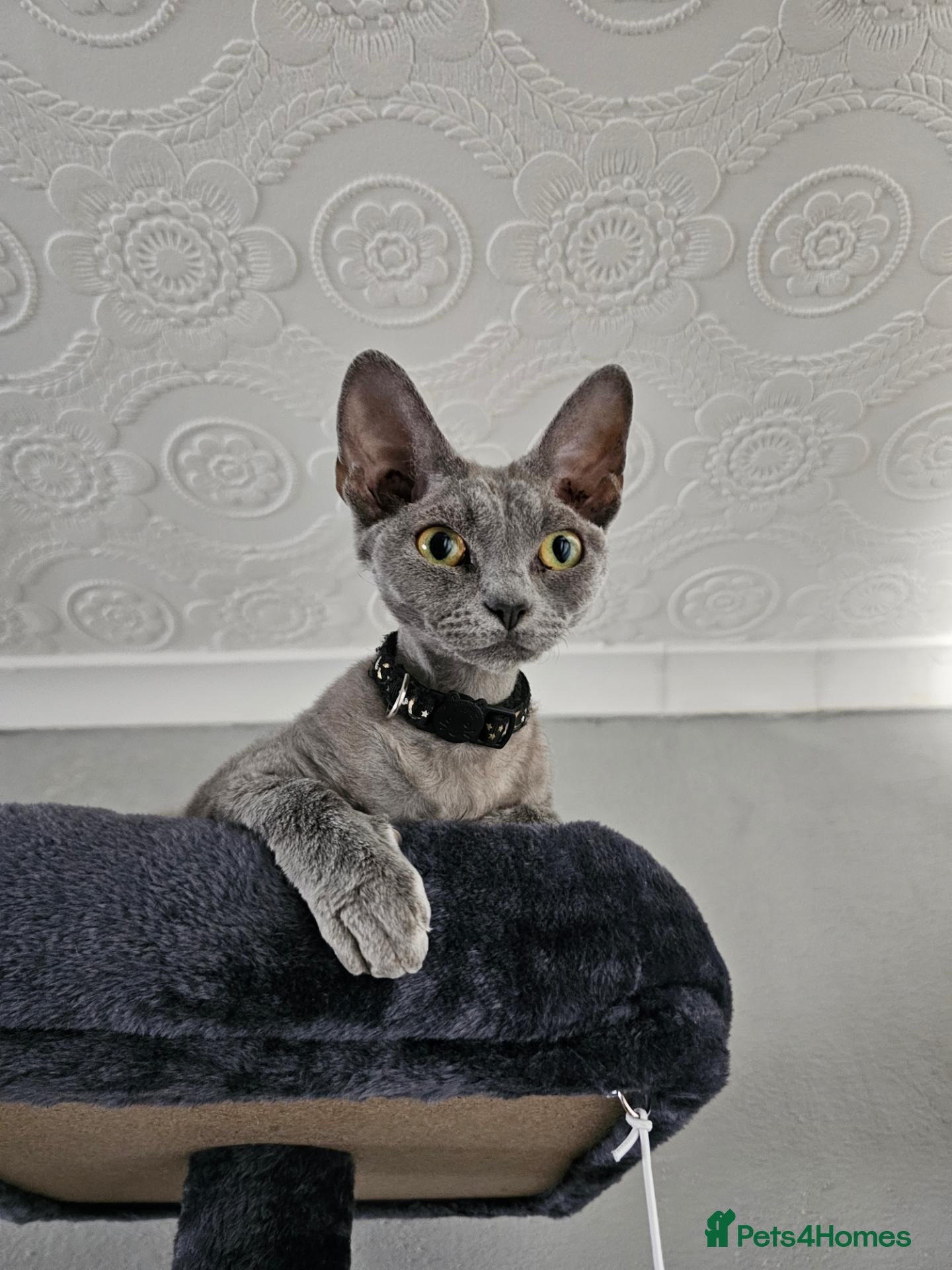 Devon Rex cats 2 Devon rex 6 month old blue females - Advert 2