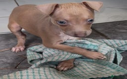 Italian Greyhound dogs for sale: KC registered Italian Greyhounds  - Image 7