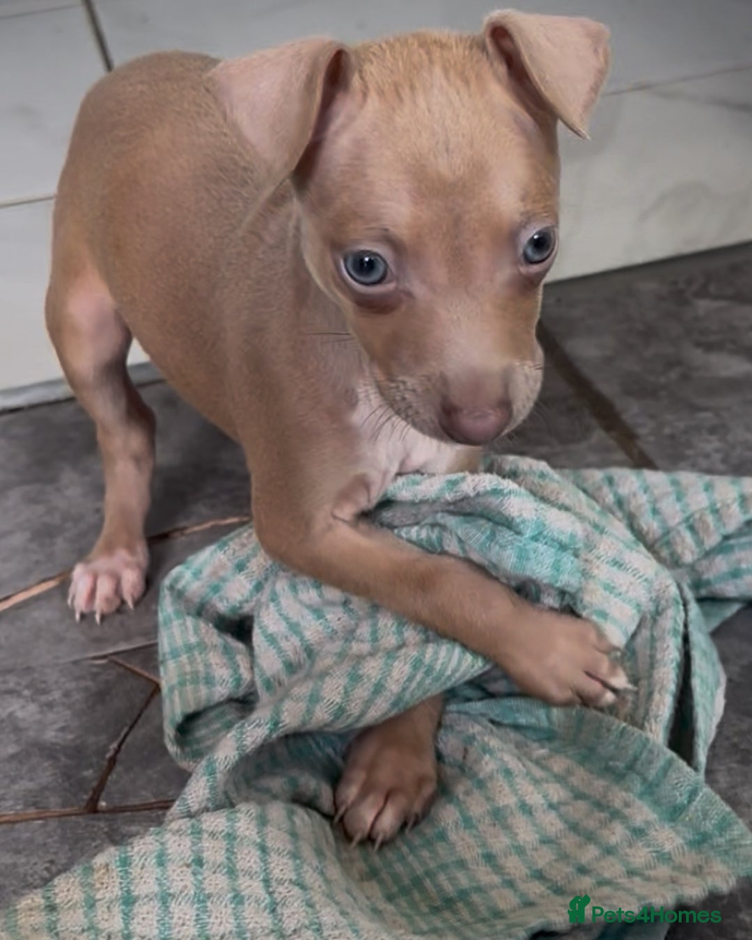Italian Greyhound dogs for sale: KC registered Italian Greyhounds  - Image 7