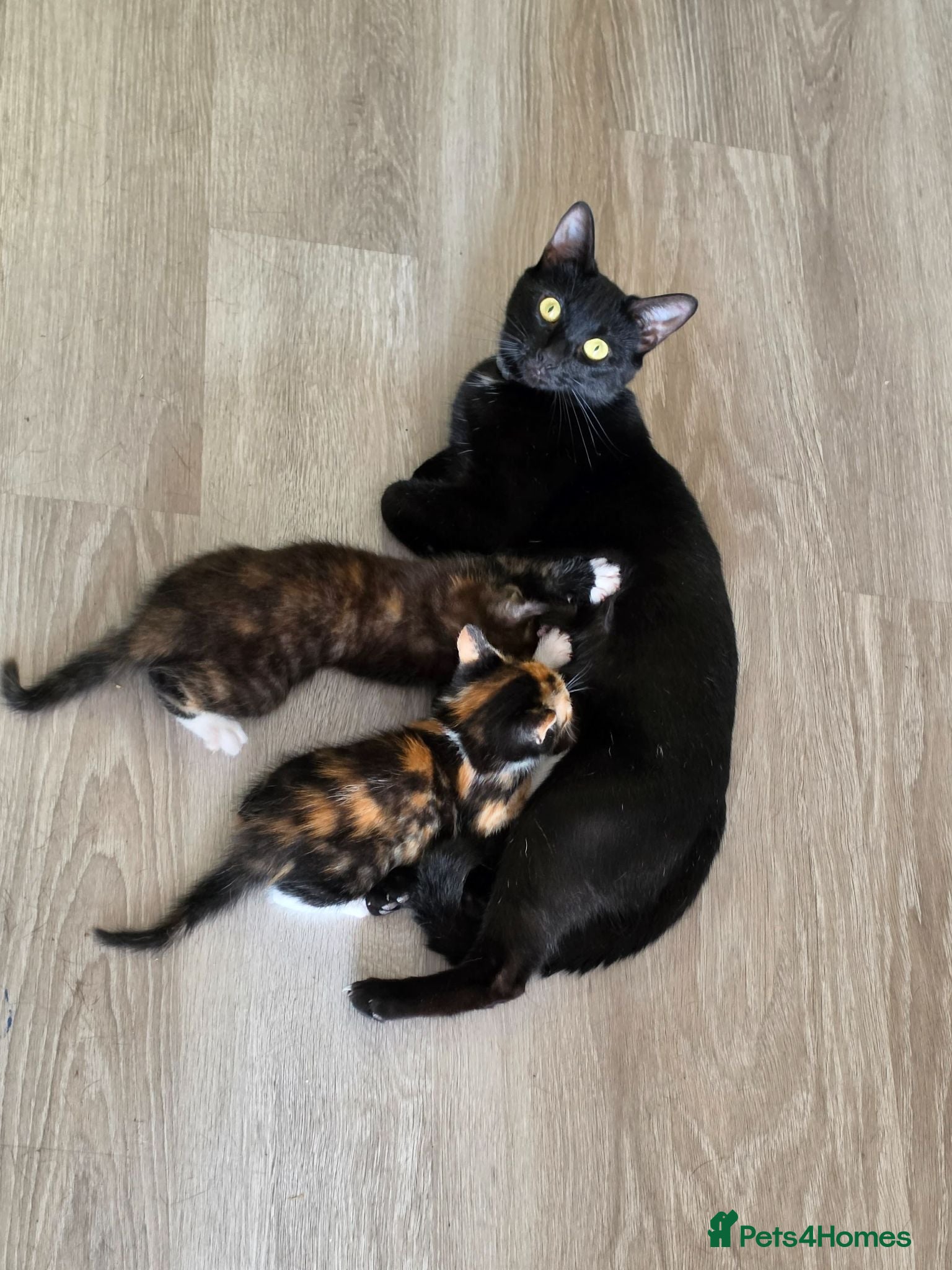 Mixed Breed cats Calico babies - Advert 1