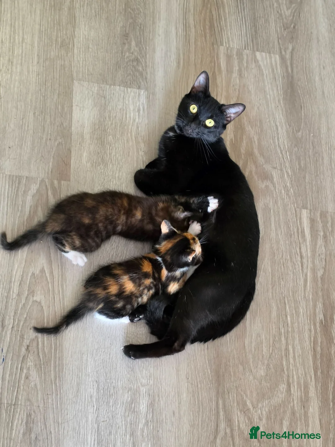 Mixed Breed cats for sale: Calico babies - Advert 1
