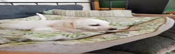 Mixed Breed dogs for adoption: 🐾 Macaron-Fabio the little boy who touches ❤️ 🐾  in Birmingham - Advert 2