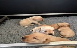 Labrador Retriever dogs for sale: Home bred working Labrador puppies - Image 12