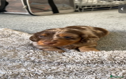 Miniature Dachshund dogs for sale: KC Long haired miniature dachshund puppies - Image 2