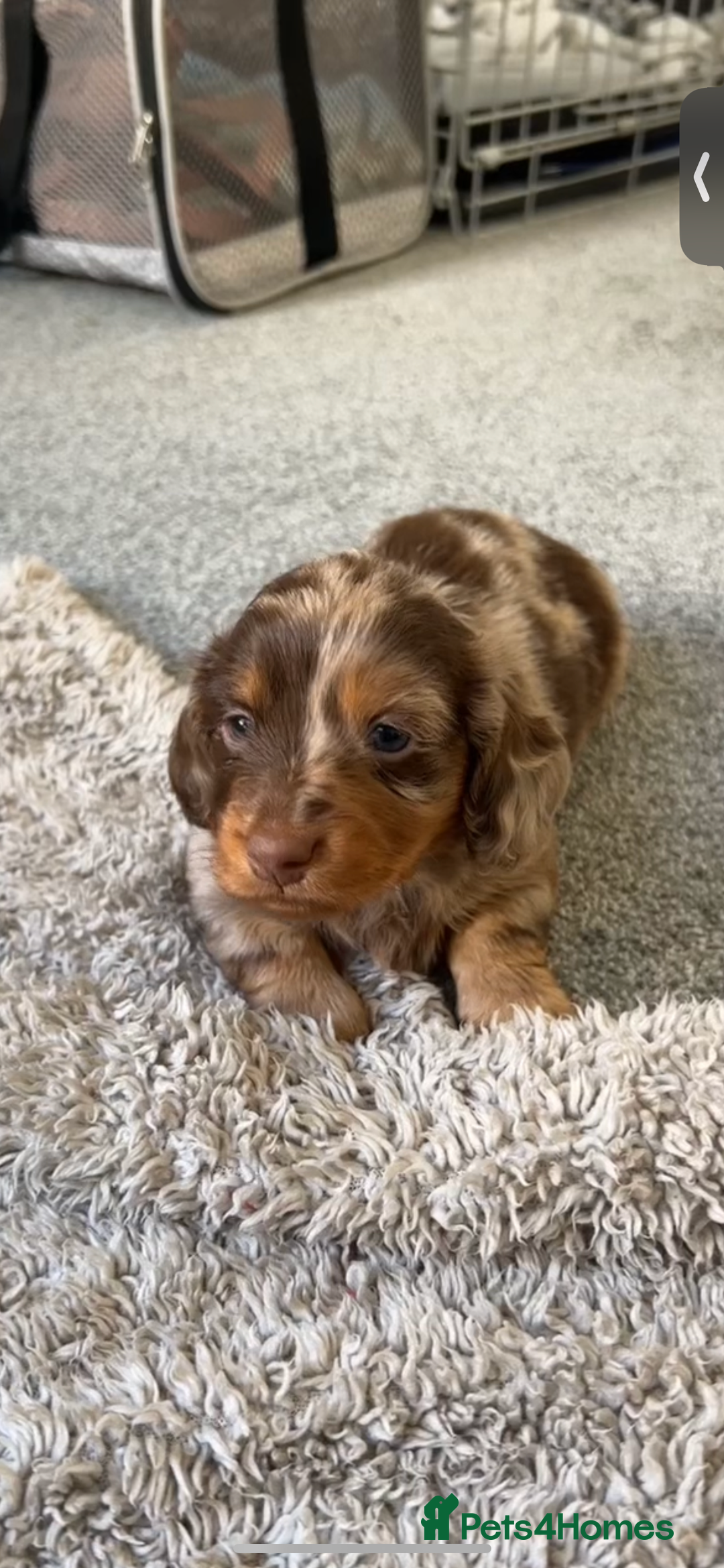 Miniature Dachshund dogs for sale: KC Long haired miniature dachshund puppies - Image 2