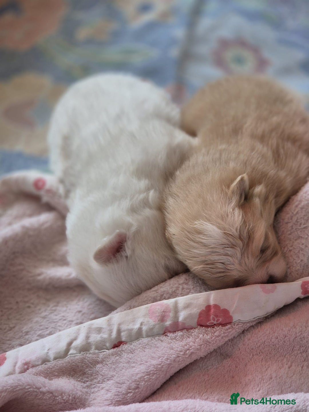 Pomeranian dogs for sale: Beautiful Pomeranian Puppies - Image 5