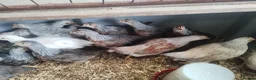 Chickens poultry for sale: Chickens,pullets and turkey's  - Advert 5