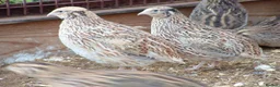 Quail poultry for sale: Healthy Quails , Chinese and Japenese Quails  - Advert 3
