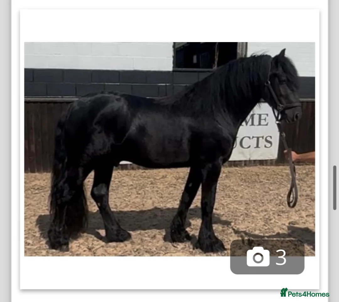 Fell horses for sale: Duke- fell pony with passport  - Advert 1