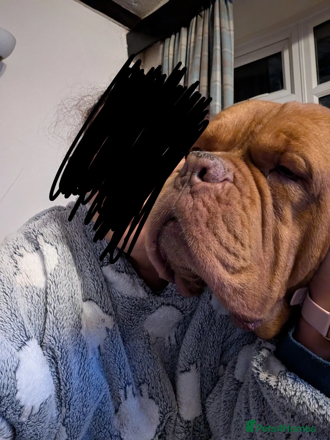 Dogue De Bordeaux dogs for sale: DOGUE DE BORDEAUX apox 3 year old in Nottingham - Advert 4