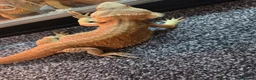 Bearded Dragon reptiles for sale: Stunning 18 month old bearded dragon - Advert 3