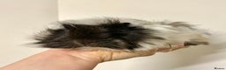 Guinea Pig rodents for sale: Long haired Guinea Pigs For Sale - Advert 21