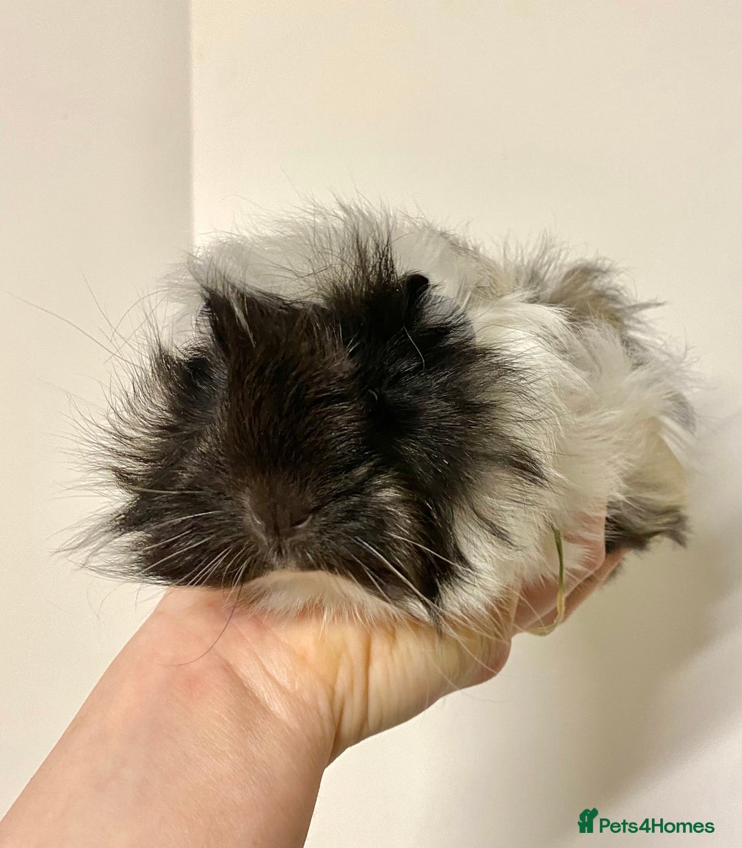 Guinea Pig rodents for sale: Long haired Guinea Pigs For Sale - Image 21