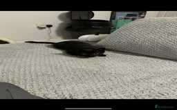 Domestic Shorthair cats for sale: Adorable 7MonthOld Black Kitten Seeks Loving Home! - Image 2