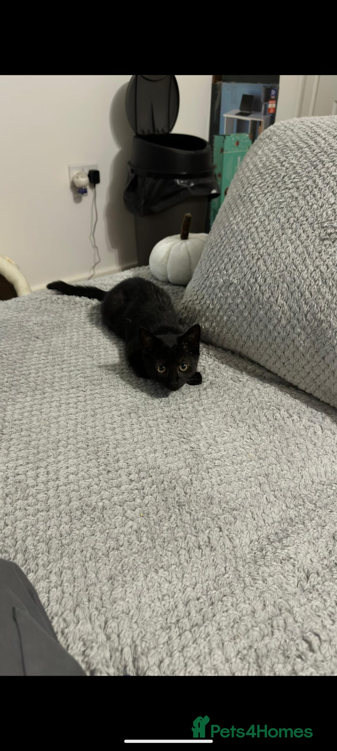 Domestic Shorthair cats for sale: Adorable 7MonthOld Black Kitten Seeks Loving Home! - Image 2