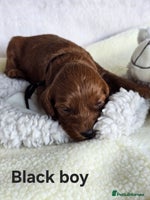 Cavapoo dogs - Advert 13