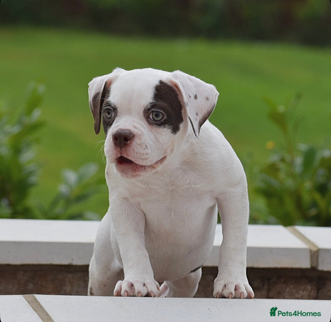 Old Tyme Bulldog dogs for sale: 23 YEARS TRUSTED EXPERTISE, ELITE 5🌟RATED,   - Image 8