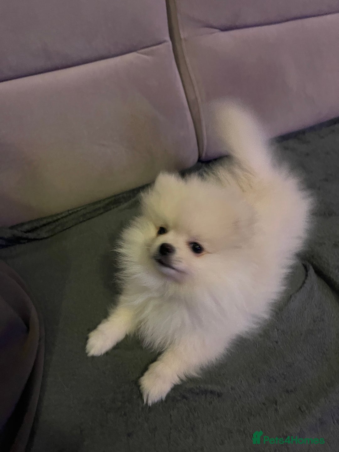 Pomeranian dogs for sale: Pomeranian Puppies – Ready Now - Advert 19