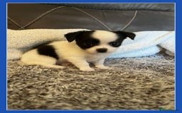 Chihuahua dogs for sale: Beautiful longhaired chihuahua puppies  - Image 6
